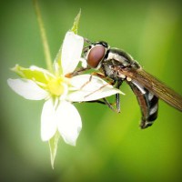/album/la-biologia/photolia-a02-jpg/