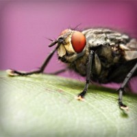 /album/la-biologia/photolia-a08-jpg/